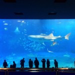 美ら海水族館